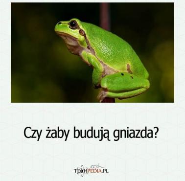 Czy żaby budują gniazda?