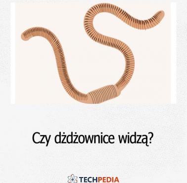 Czy dżdżownice widzą?