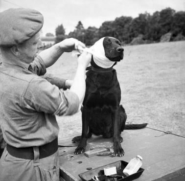 Na zdjęciu pies Jasper, który pomagał żołnierzom wykrywać miny (Normandia, Francja).