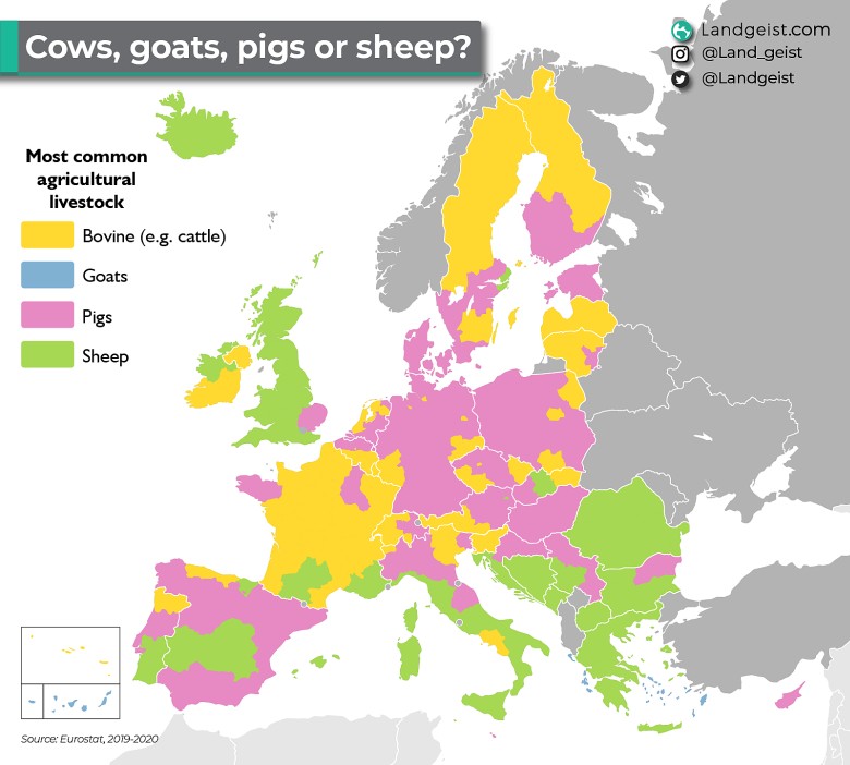 Najpopularniejszy inwentarz rolniczy w Europie (krowy, kozy, świnie, owce), 2019-2020