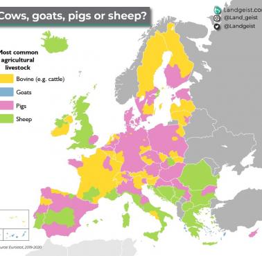 Najpopularniejszy inwentarz rolniczy w Europie (krowy, kozy, świnie, owce), 2019-2020