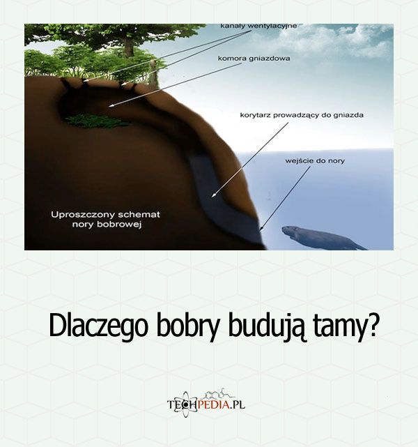 Dlaczego bobry budują tamy?