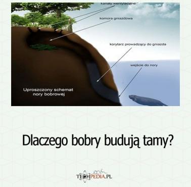 Dlaczego bobry budują tamy?