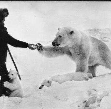 Rosyjski żołnierz karmi polarnego misia.