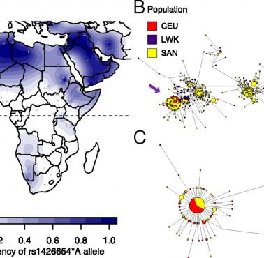 Rozkład występowania genu jasnej skóry SLC24A5*A w Afryce i na Bliskim Wschodzie