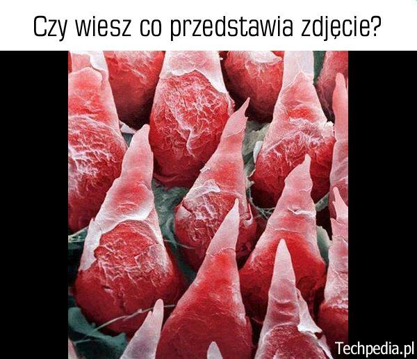 Co jest na zdjęciu?