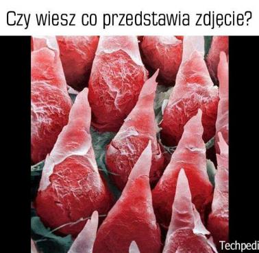 Co jest na zdjęciu?