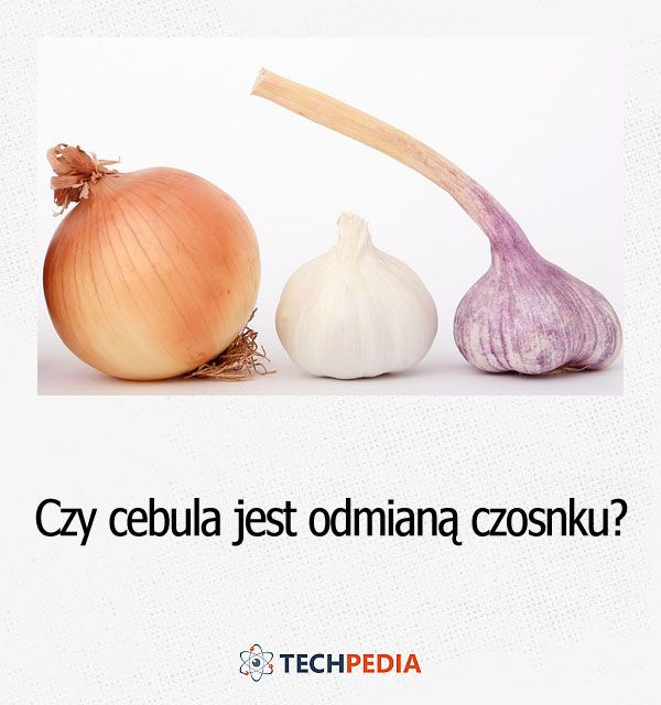 Czy cebula jest odmianą czosnku?