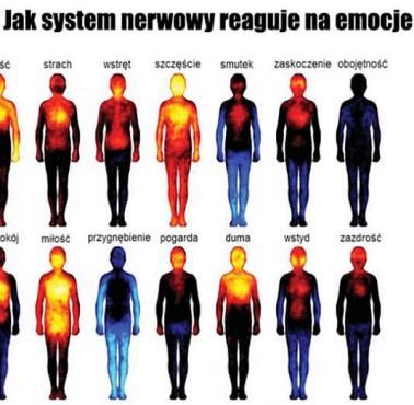 Jak system nerwowy reaguje na emocje