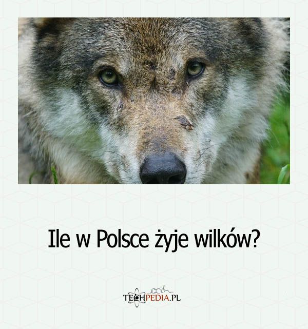Ile w Polsce żyje wilków?