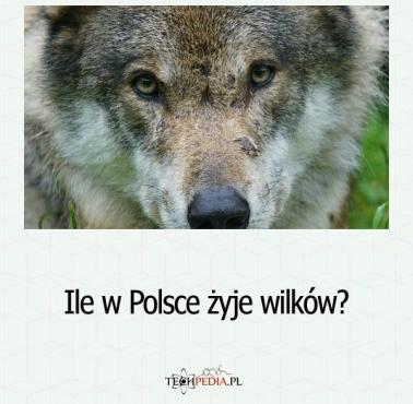 Ile w Polsce żyje wilków?