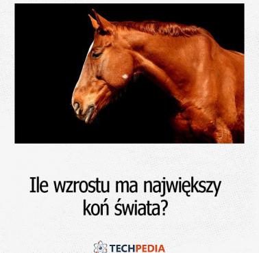 Ile wzrostu ma największy koń świata?