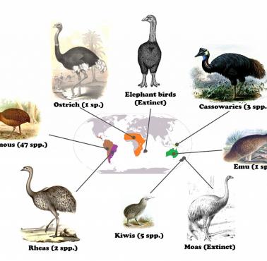 Występowanie bezgrzebieniowców (strusie, kiwi, kazuary ...) na świecie
