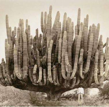 Kaktus gigant (Baja Kalifornia/Kalifornia Dolna).