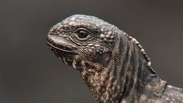 Niesamowity film - Iguana ucieka przed wężami (seria Planet Earth II: Islands/Planeta Ziemia II: Wyspy - produkcja BBC One).