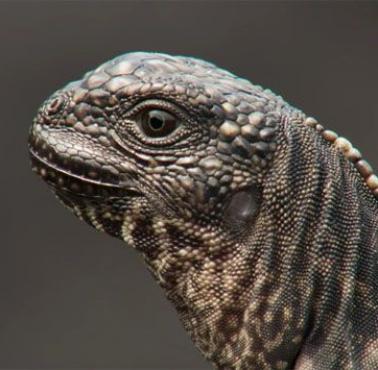 Niesamowity film - Iguana ucieka przed wężami (seria Planet Earth II: Islands/Planeta Ziemia II: Wyspy - produkcja BBC One).