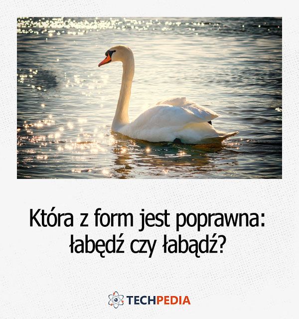 Która z form jest poprawna: łabędź czy łabądź?