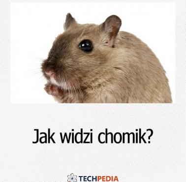 Jak widzi chomik?