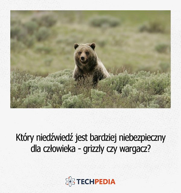 Który niedźwiedź jest bardziej niebezpieczny dla człowieka - grizzly czy wargacz?