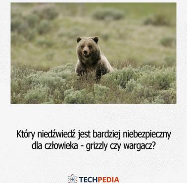 Który niedźwiedź jest bardziej niebezpieczny dla człowieka - grizzly czy wargacz?