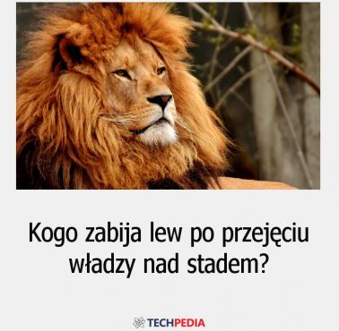 Kogo zabija lew po przejęciu władzy nad stadem?
