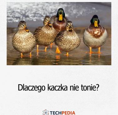 Dlaczego kaczka nie tonie?