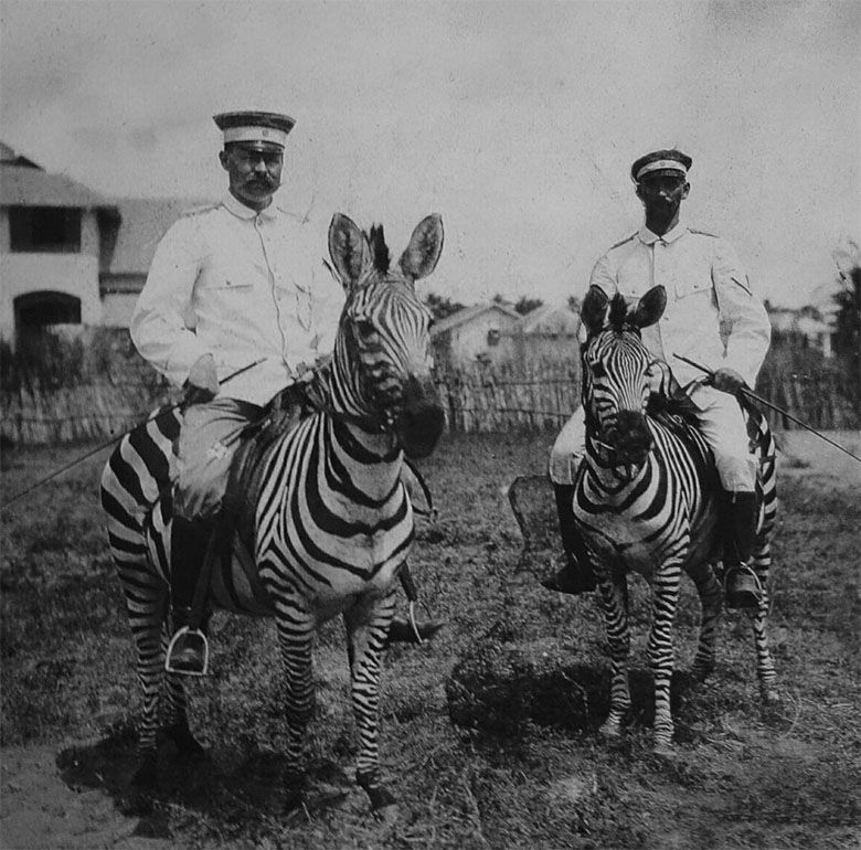 Niemieccy oficerowie dosiadają zebry (Dar-es-Salaam, Niemiecka Afryka Wschodnia).