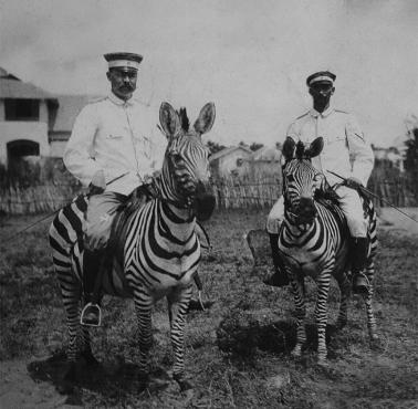 Niemieccy oficerowie dosiadają zebry (Dar-es-Salaam, Niemiecka Afryka Wschodnia).