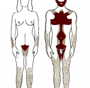 Miejsce normalnego występowania owłosienia u ludzi.