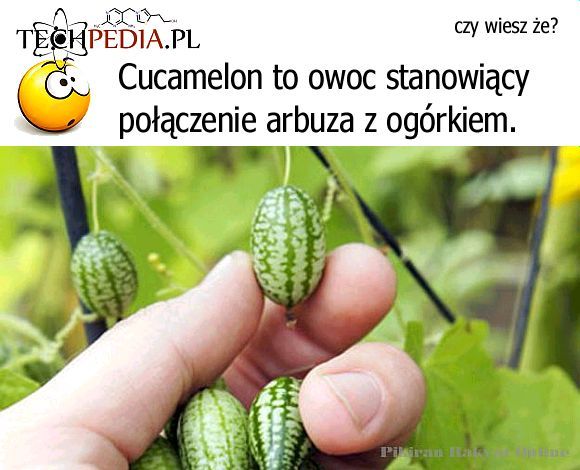 Cucamelon