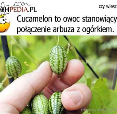 Cucamelon