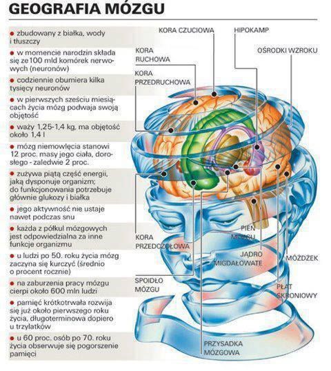 Geografia mózgu