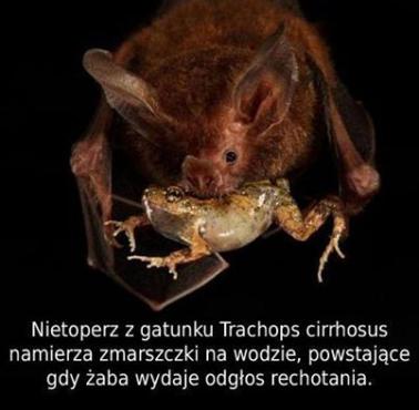 Nietoperz Trachops