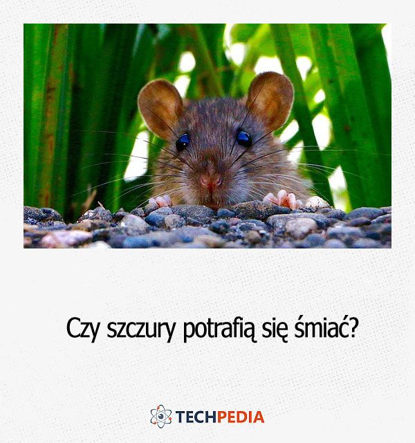 Czy szczury potrafią się śmiać?