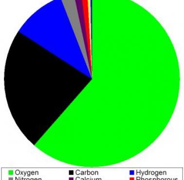Z jakich pierwiastków składa się człowiek.