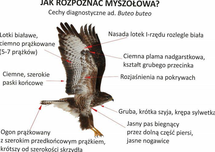 Jak rozpoznać myszołowa?