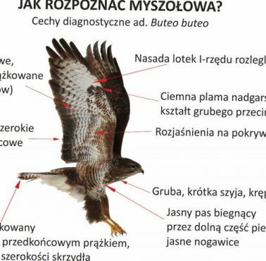 Jak rozpoznać myszołowa?