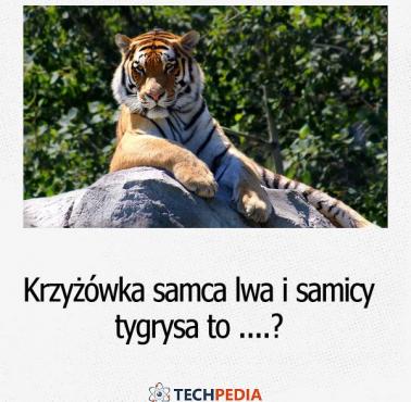 Jak nazywa się krzyżówka samca lwa i samicy tygrysa?