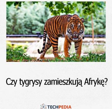 Czy tygrysy zamieszkują Afrykę?