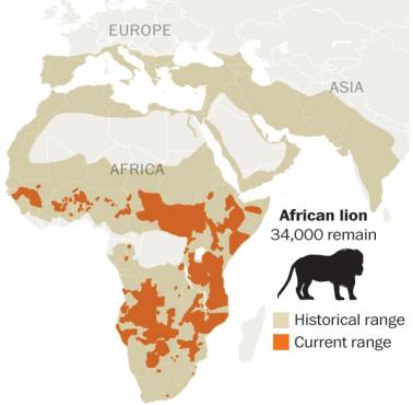 Występowanie lwów w Afryce