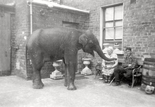 Słonica Sheila przygarnięta przez rodzinę po tym, jak ZOO w Belfaście zostało zniszczone w wyniku niemieckiego bombardowania.