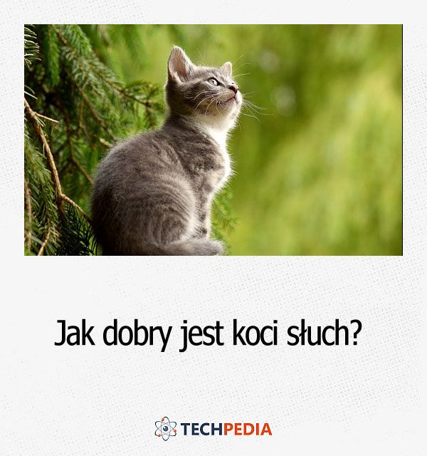 Jak dobry jest koci słuch?