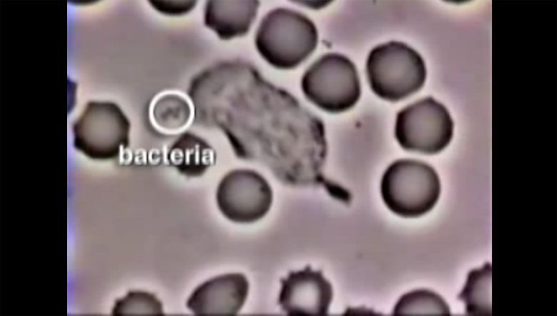 Krwinka biała (leukocyt) poluje na bakterię (Gronkowca złocistego, łac. Staphylococcus aureus)