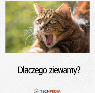 Dlaczego ziewamy?