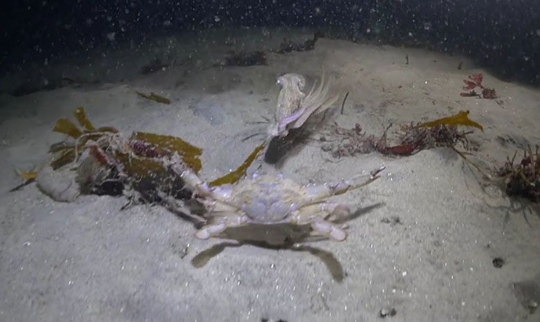 Kto wygra ten pojedynek - ośmiornica czy krab?