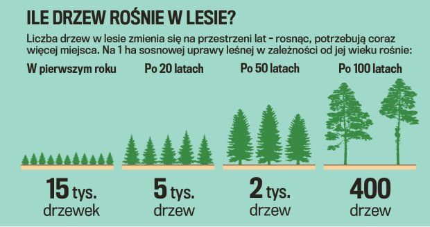 Konkurencja jest wszędzie, nawet wśród drzew