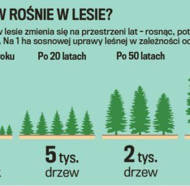 Konkurencja jest wszędzie, nawet wśród drzew