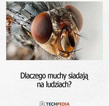 Dlaczego muchy siadają na ludziach?