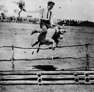 Roy Dunn ustanawia rekord skoku na koźle (Queensland, Australia).