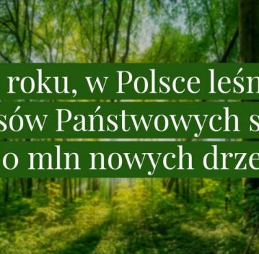 Polscy leśnicy każdego roku sadzą 500 mln drzew.